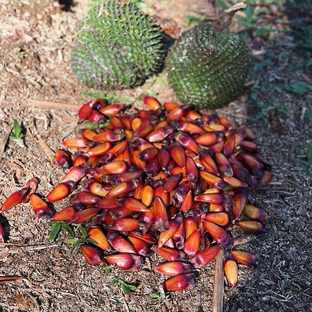 Cabana Ohana, Espacosa, Aconchegante E Completa أوروبيسي المظهر الخارجي الصورة